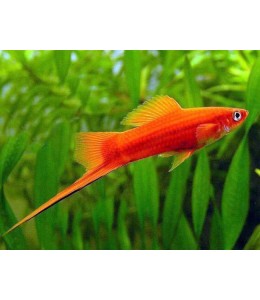 Red Swordtail - L