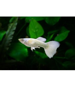 White Luminose Guppy (Male) - 3.5cm