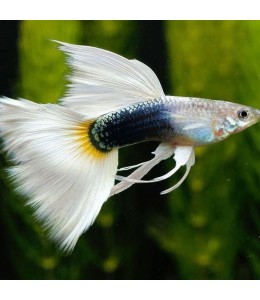 White Tuxedo Guppy (Male) - 3.5cm