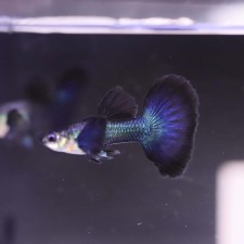 Dark Night Guppy (Male) - 3.5cm
