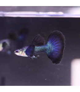 Dark Night Guppy (Male) - 3.5cm
