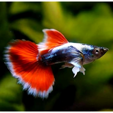 Santa Claus Guppy (Male) - 3.5cm