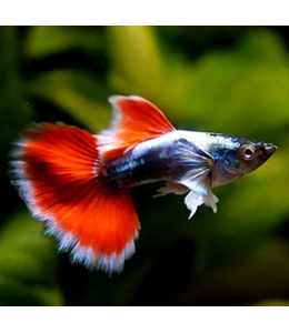 Santa Claus Guppy (Male) - 3.5cm