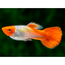 Red Cap Guppy (Male) - 3.5cm