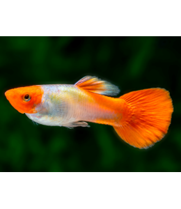 Red Cap Guppy (Male) - 3.5cm