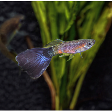Purple Queen Guppy (Male) - 3.5cm