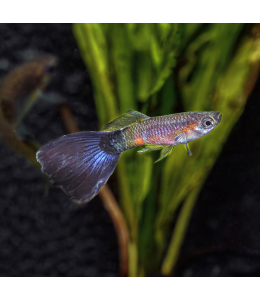 Purple Queen Guppy (Male) - 3.5cm