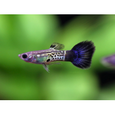 Blue Cobra Guppy (Male) - 3.5cm