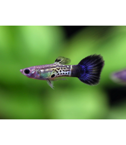 Blue Cobra Guppy (Male) - 3.5cm