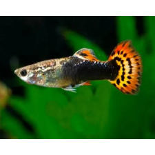 Dragon Tuxedo Guppy (Male) - 3.5cm