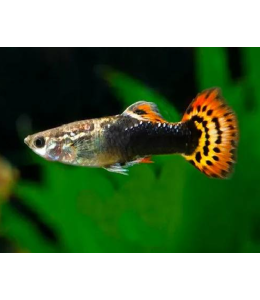 Dragon Tuxedo Guppy (Male) - 3.5cm