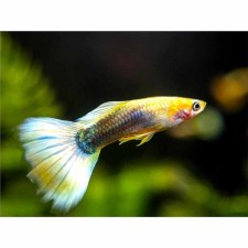 Sunray Guppy (Male) - 3.5cm