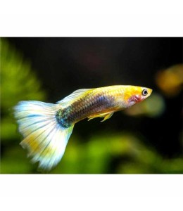Sunray Guppy (Male) - 3.5cm