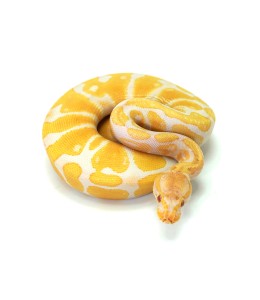 Albino Ball Python