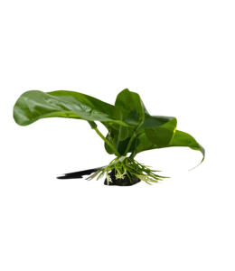 Yusee Aquarium Decorations - Artificial Plant YM-5874 [Height:12cm]