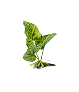 Yusee Aquarium Decorations - Artificial Plant YM-5877 [Height:12cm]