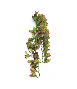 Wacool Var Marginatum Tiffany Artificial Terrarium Plant