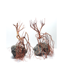 SV Aquarium Deco Whiskers Wood - Small / 20-30CM / 1pc
