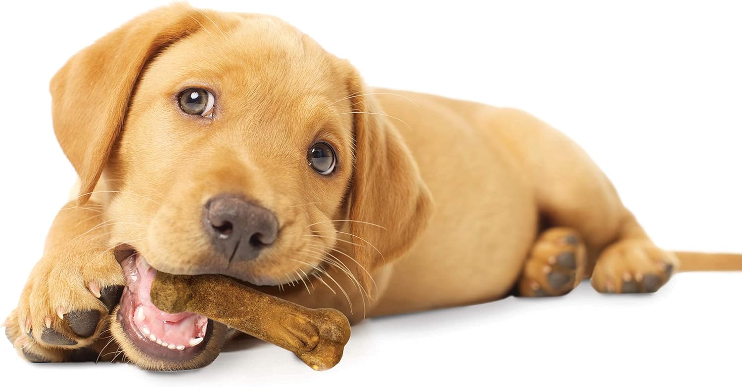 Nylabone Healthy Edibles Puppy Lamb & Apple 4Ct Card  Petite Edible Treats