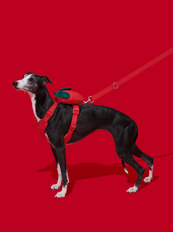 VETRESKA Strawberry Pet Backpack, Harness & Leash Set (S)