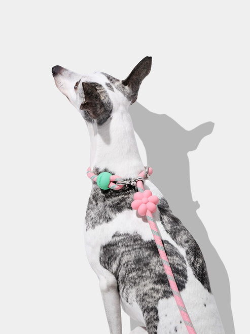 VETRESKA Connect Hands-Free Rope Leash for Pets (Flora)