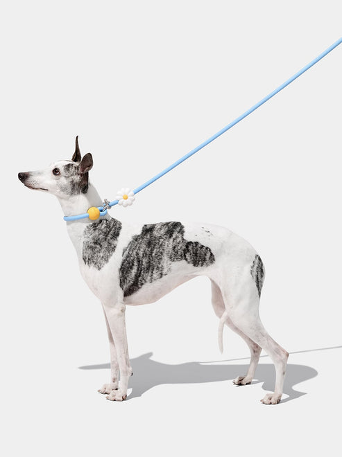 VETRESKA Connect Hands-Free Rope Leash for Pets (Daisy)