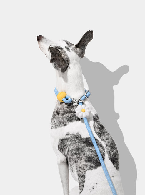 VETRESKA Connect Hands-Free Rope Leash for Pets (Daisy)