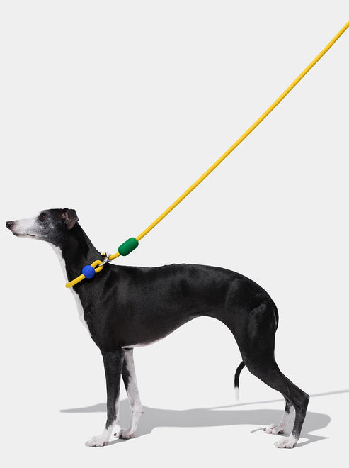VETRESKA Connect Hands-Free Rope Leash for Pets (Chroma)
