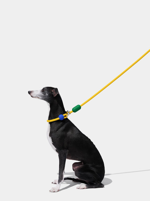 VETRESKA Connect Hands-Free Rope Leash for Pets (Chroma)