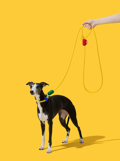 VETRESKA Connect Hands-Free Rope Leash for Pets (Chroma)
