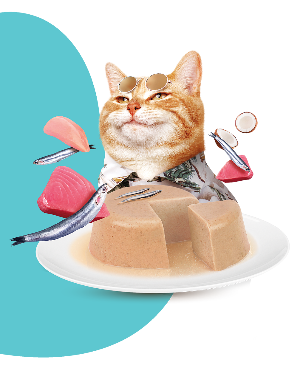 Moochie Cat Food Pate with Anchovy - Digestive Care Pouch 70g Pack of 12