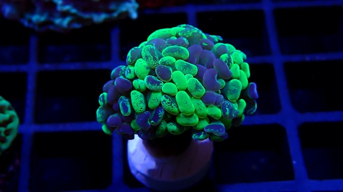 Hammer coral Two Tone / Blotchy (Medium)