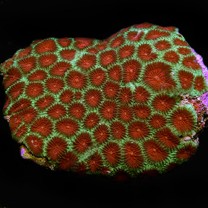 Pineapple brain coral Bright Reds and Greens (Medium)
