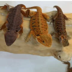 Medium Bearded Dragon(MIX) – Friendly & Easy-Care Exotic Pet