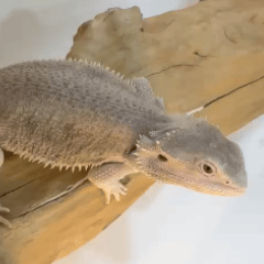 White Bearded Dragon – Premium Exotic Reptile Pet