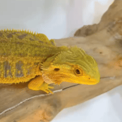 Yellow Bearded Dragon – Bright & Friendly Exotic Pet