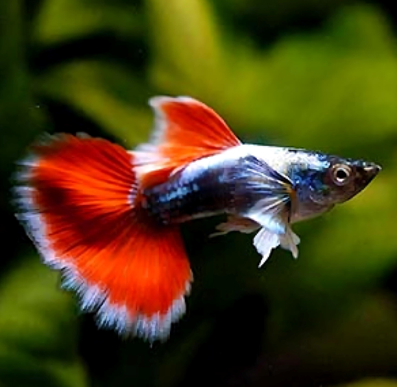 Santa Claus Guppy (Male) - 3.5cm
