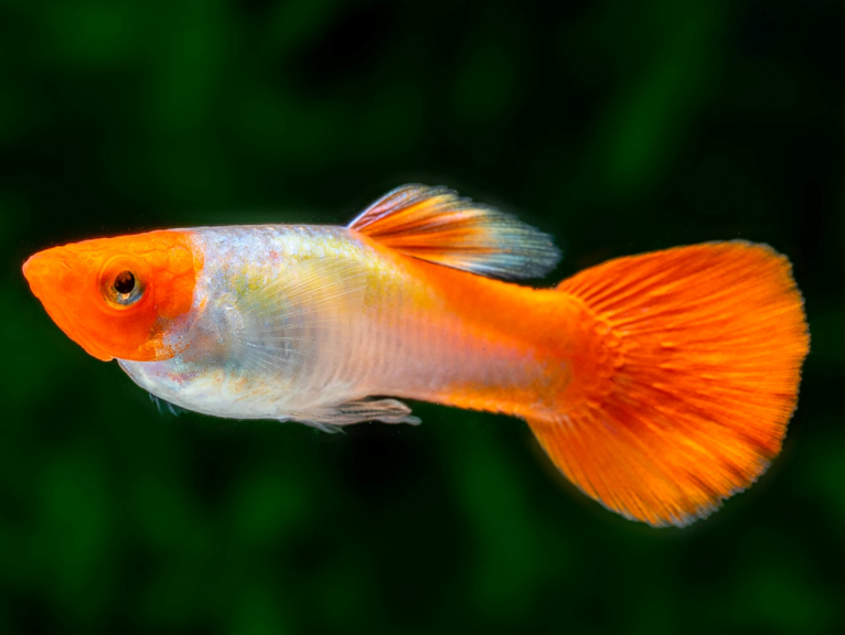 Red Cap Guppy (Male) - 3.5cm