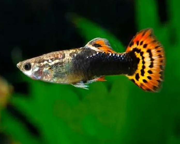 Dragon Tuxedo Guppy (Male) - 3.5cm