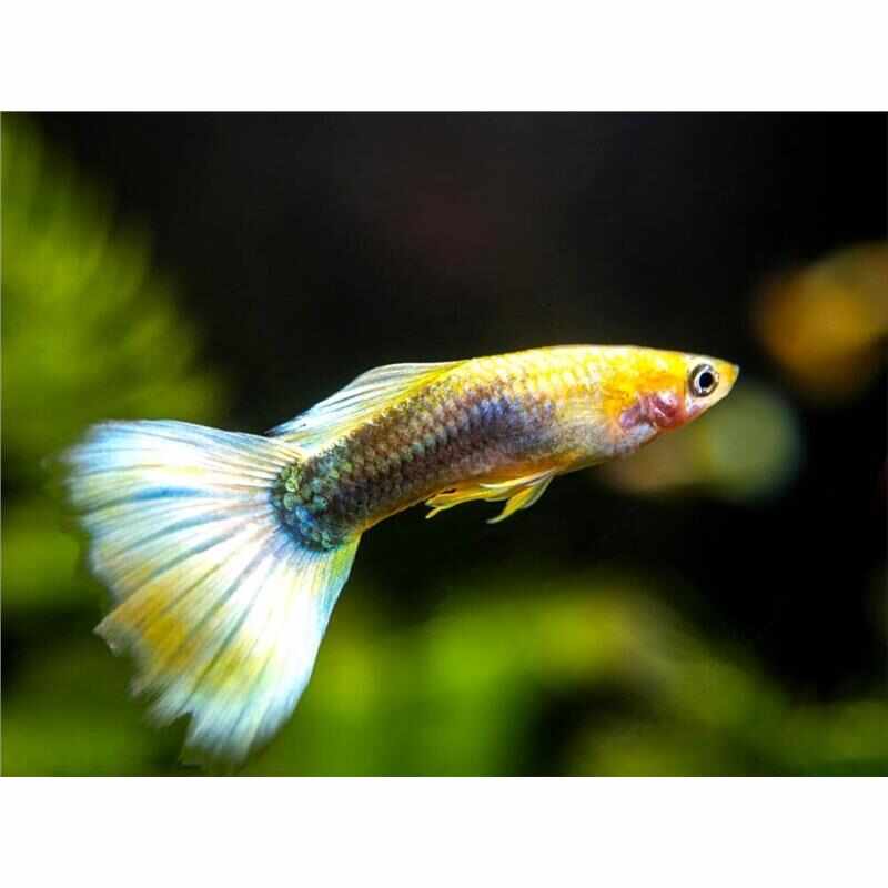 Sunray Guppy (Male) - 3.5cm