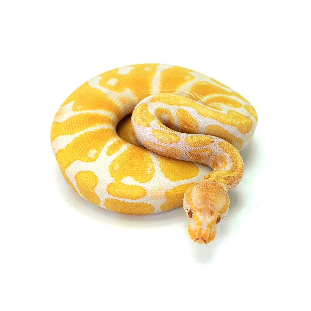 Albino Ball Python