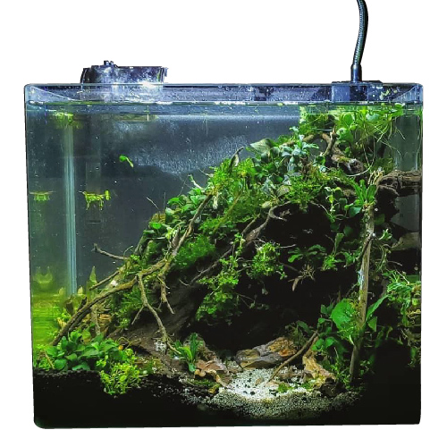 Aqua Viu Curved Glass Tanks - 50 x 33 x 35 cm