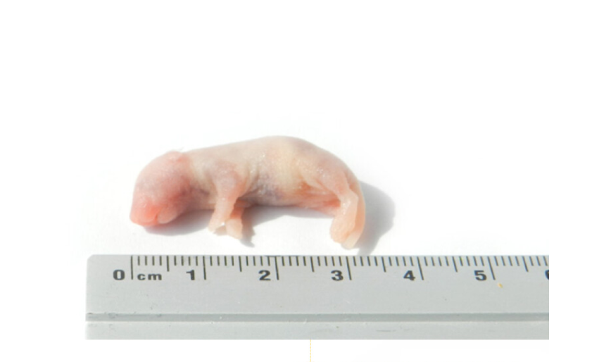 Kiezebrink Mouse Pinks Frozen 1-2 g, (per piece)