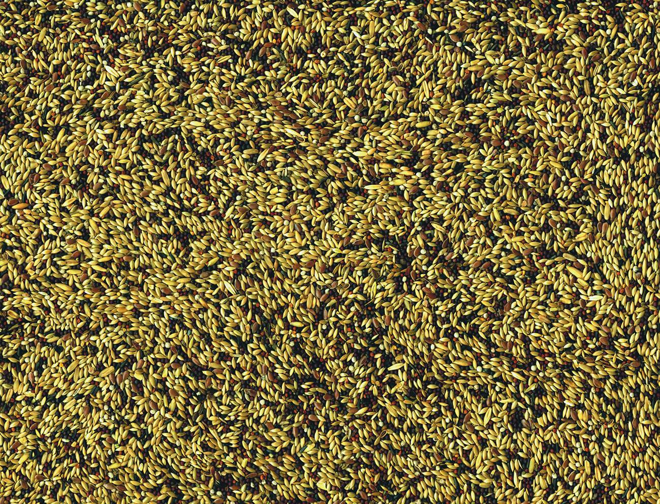Vadigran Canaries 4 kg