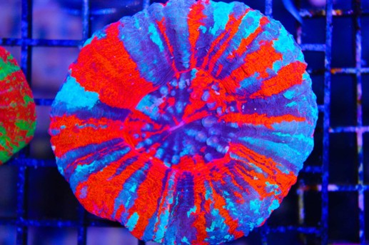 Scolymia coral Warpaint (Per Head)