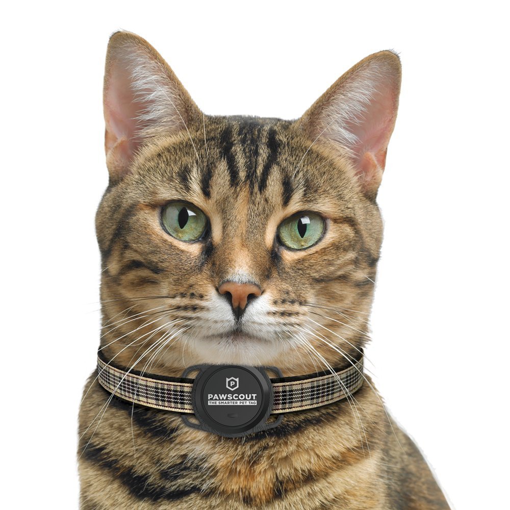 Pawscout The Smarter Pet Tag for Cat