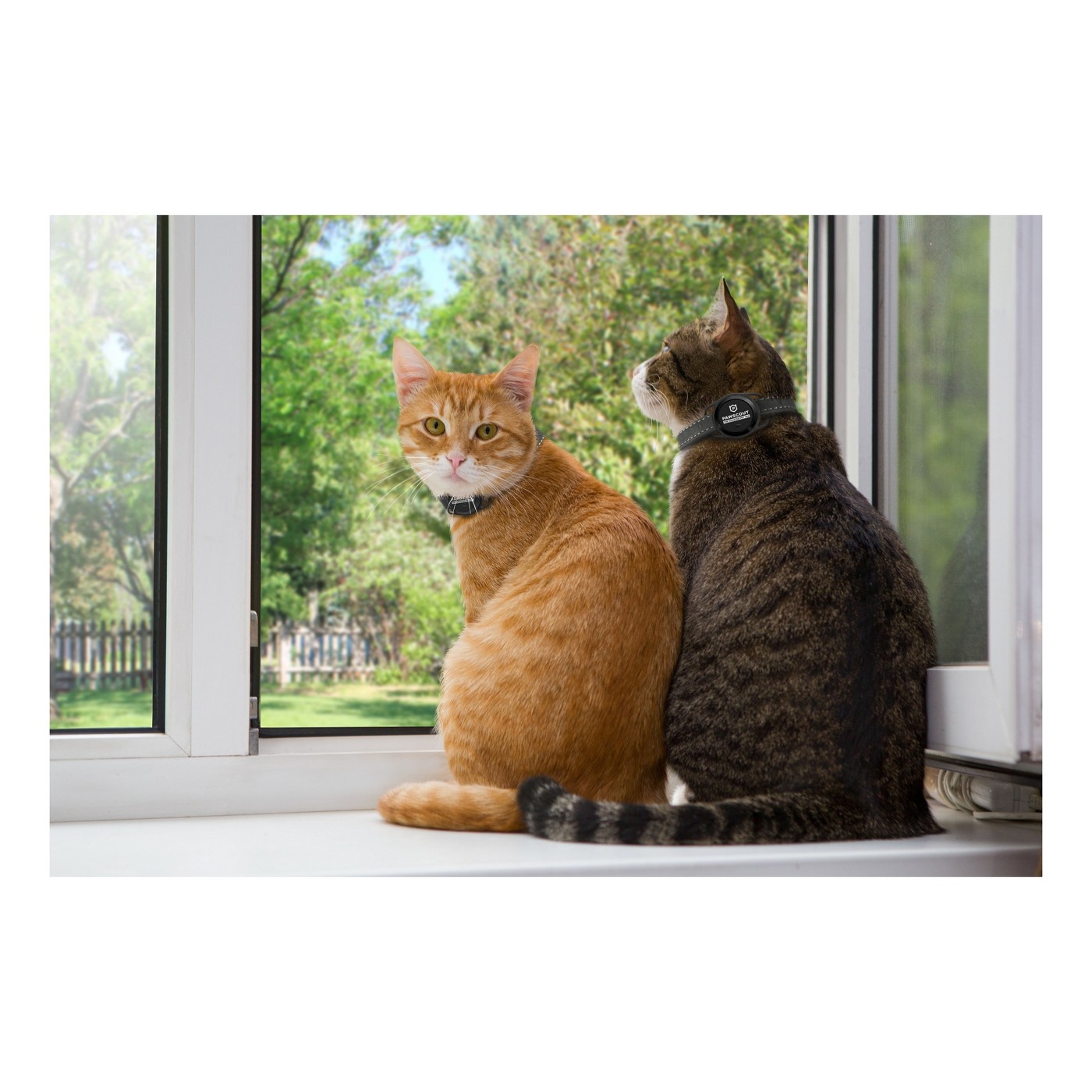 Pawscout The Smarter Pet Tag for Cat