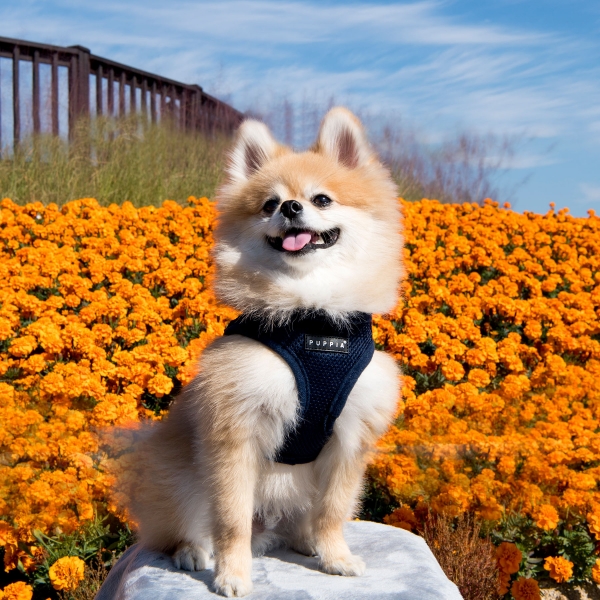 PUPPIA SOFT VEST HARNESS B BLACK L 16.1-16.9"