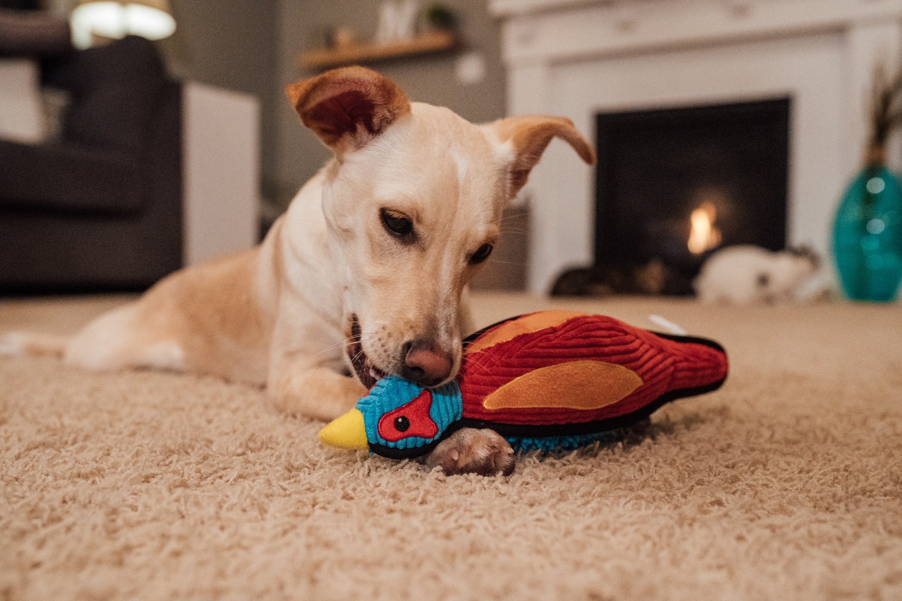 Outward Hound Cordiez Pheasant Mlt LG