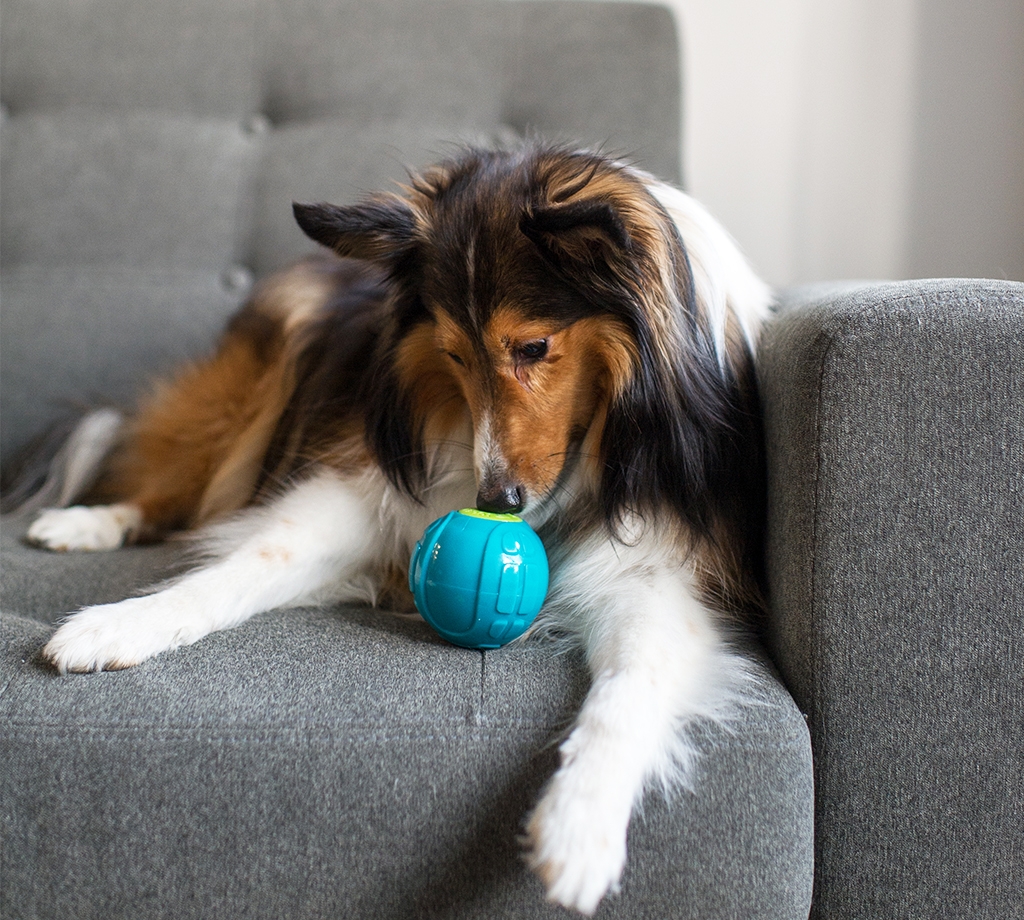 Pet Stages Sneaky Squeaky Ball Blu MD